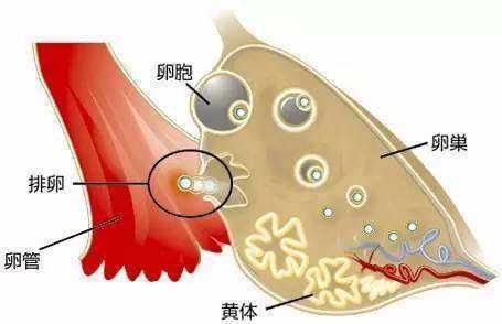 卵泡不断更新：卵泡长长就没了是什么原因 