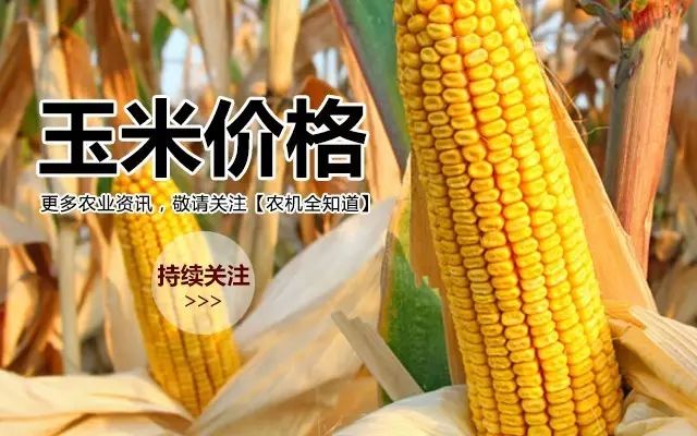 湖北玉米最新行情，探寻心灵宁静的自然之旅与价格动态